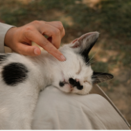 BlessingOfAnimals