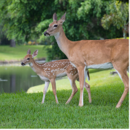 Deer Pic
