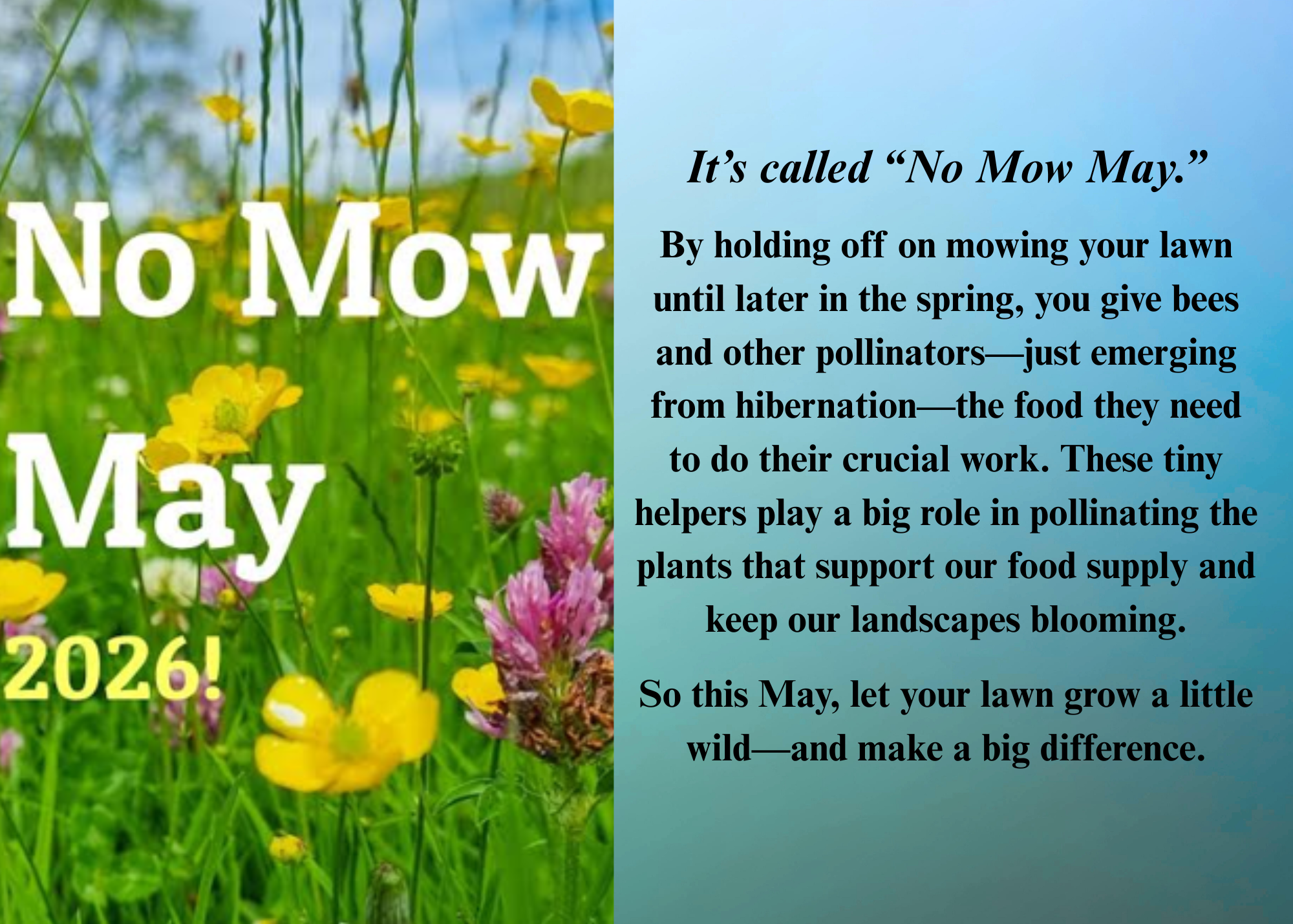 No Mow May